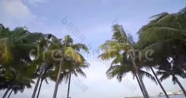 4k60p风中的<strong>运动视频</strong>棕榈树